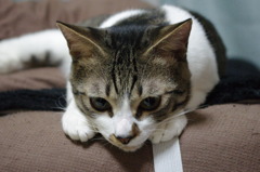 手がなんかかわいい。