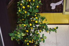 入り口にあるみかんの木。