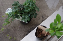 こいつらも植え替え。