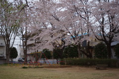 実家の近所の公園は桜が満開。