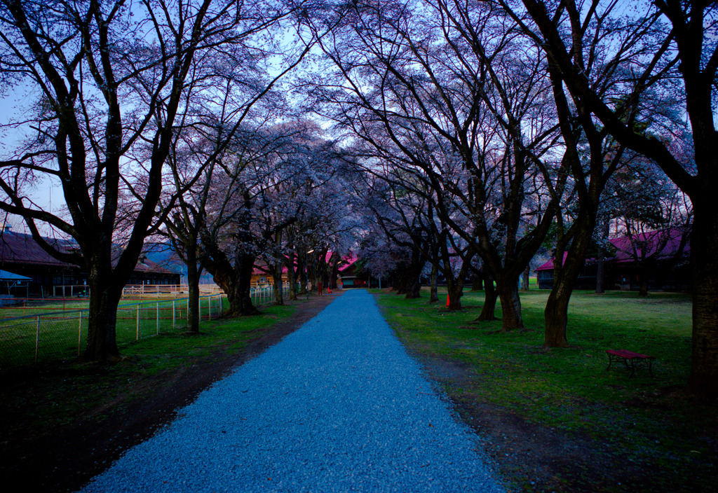 牧場の桜