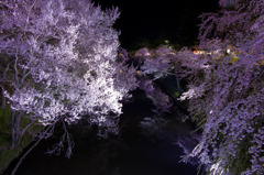 上田城の桜