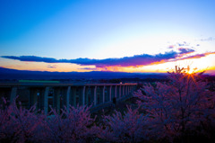 夕焼け色に染まる桜