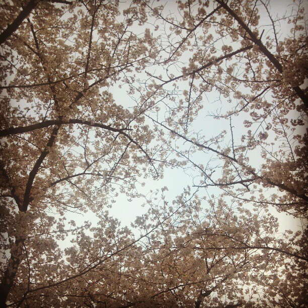sakura