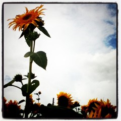 sunflower2