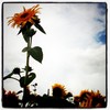 sunflower2