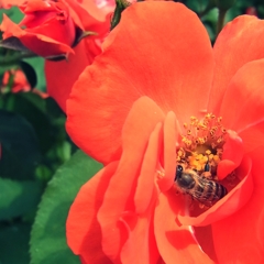 蜜蜂
