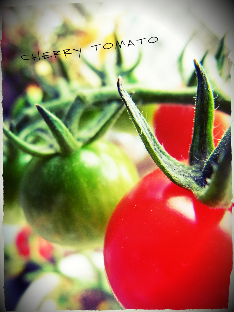 cherry tomato