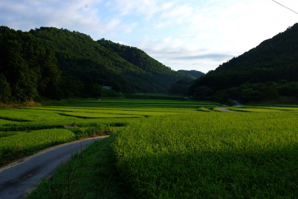 八月の田園
