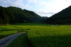 八月の田園