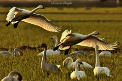 Swans in Shinjiko 2026-3