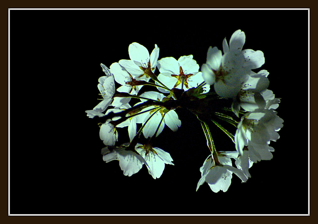 松江百景　夜桜　千鳥城