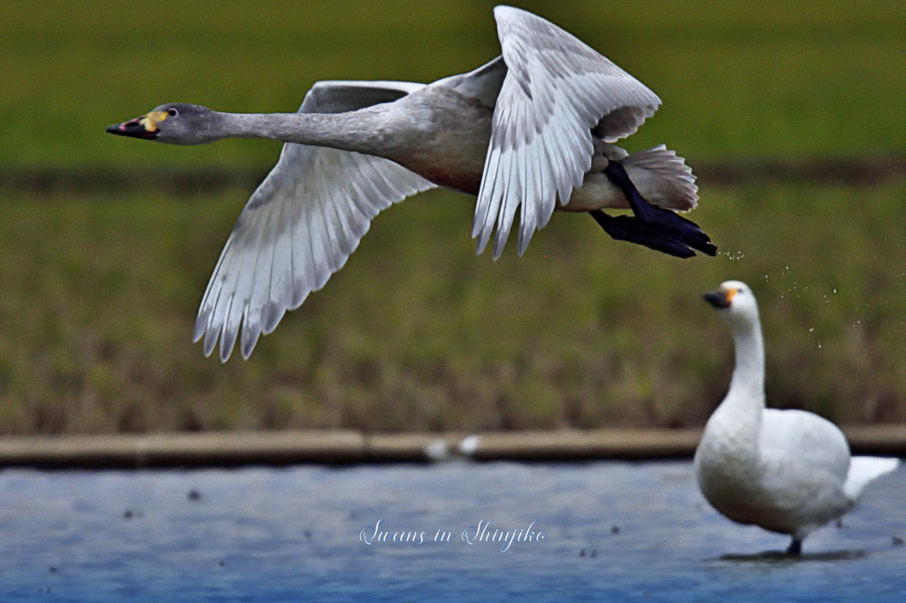 Swans in Shinjiko 2025-35