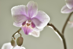 愛と美と豊穣の胡蝶蘭　３
