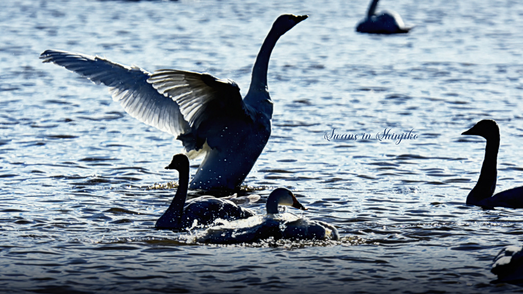 Swans in Shinjiko 2024 - 18