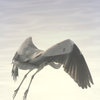 水辺の鳥