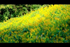 松江百景　秋の色　背高泡立ち草