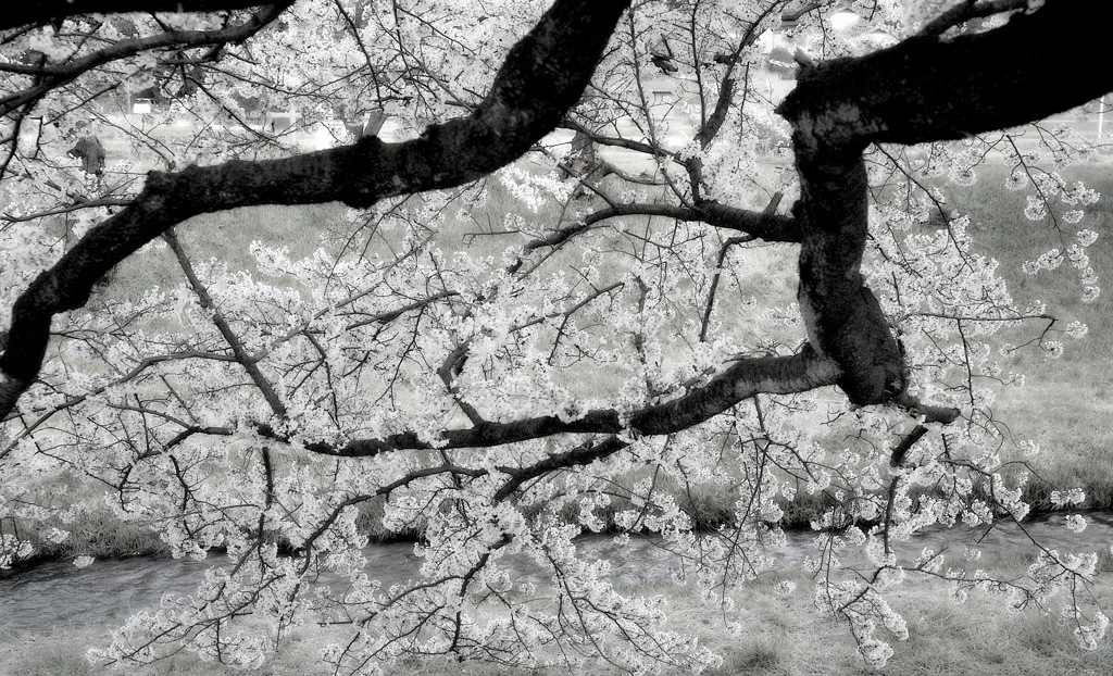 松江百景　桜の精