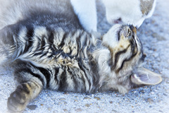 猫　親子の触れ合い