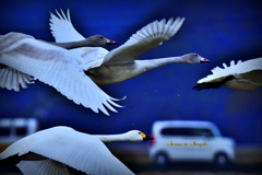 Swans in Shinjiko 2025-29