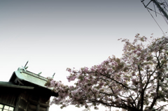 松江百景　社の春　出世稲荷神社