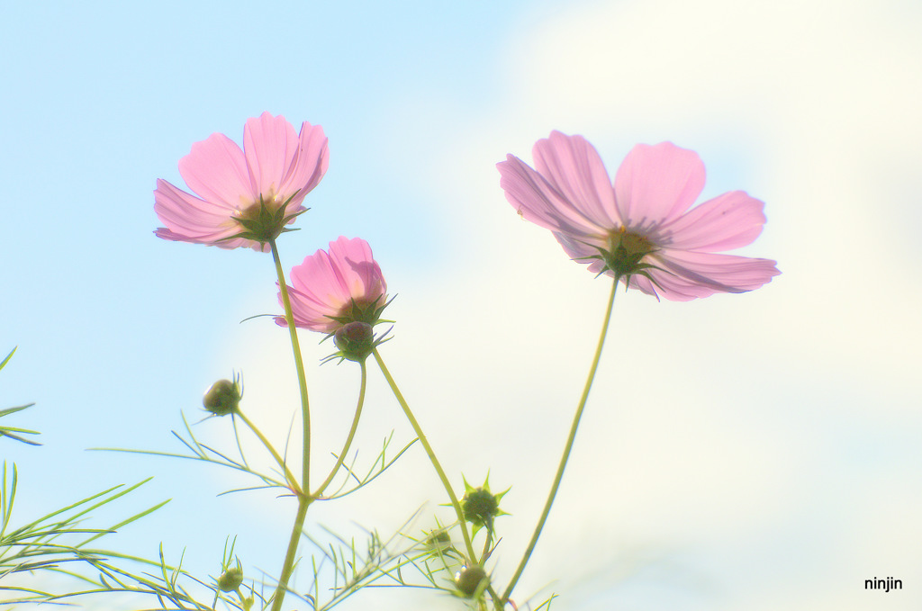 能登の国紀行　空が恋しいんだね　秋桜