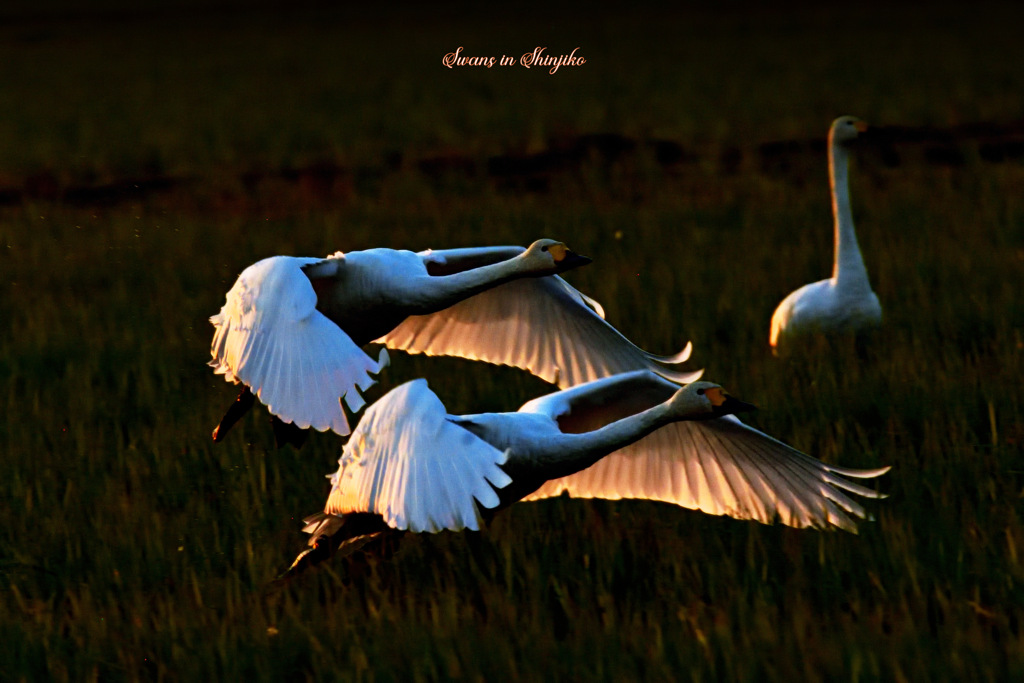 Swans in Shinjiko 2025-46