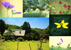 高原の花　コラージュ　蒜山高原