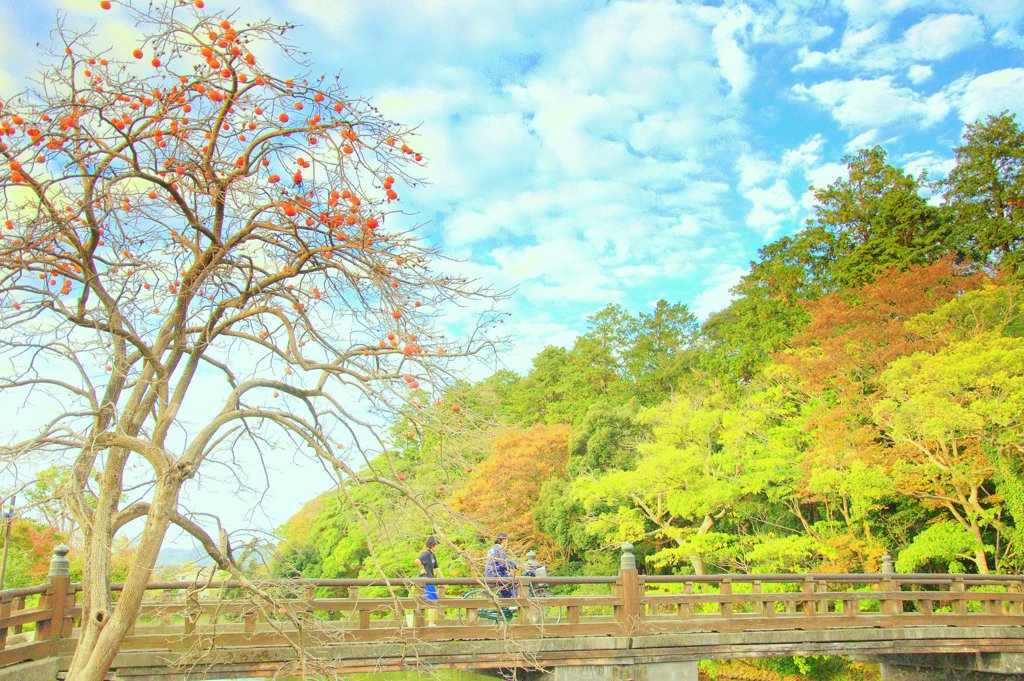 松江百景 柿の木のある風景 by ninjin （ID：1503388） - 写真共有サイト:PHOTOHITO