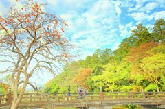 松江百景　柿の木のある風景