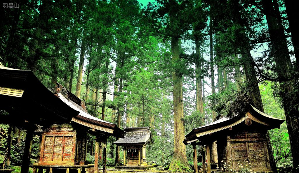 東北百景　木立に住まう神々　羽黒山