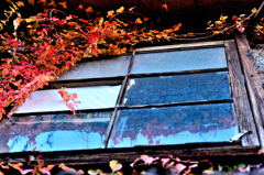 松江百景　ここにも秋の華やぎが　廃屋の美