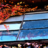 松江百景　ここにも秋の華やぎが　廃屋の美