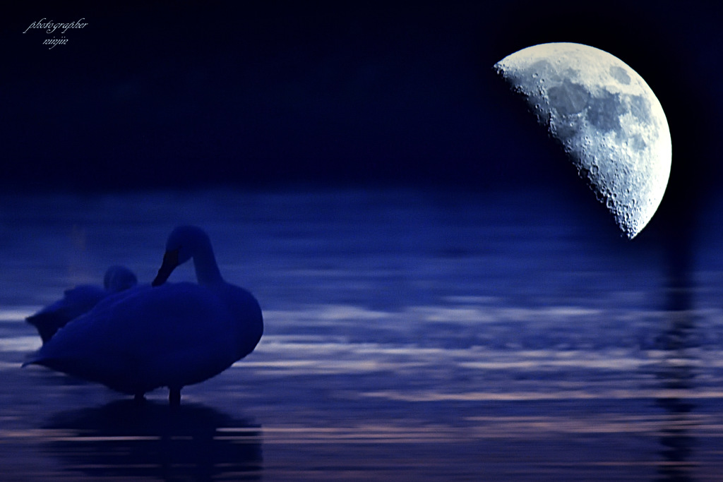 ninjinの松江百景　Moon & Swan 2