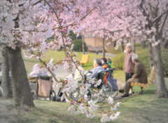 松江百景　長い人生今が春　白潟公園