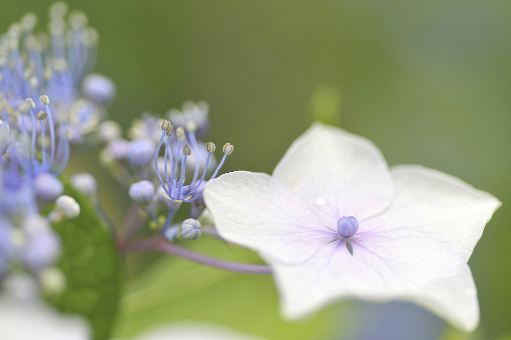 紫陽花