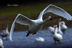 Swans in Shinjiko 2026-15