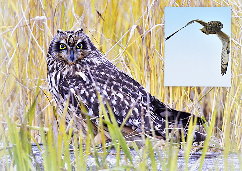証拠写真　野生のミミズクとの遭遇！