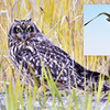 証拠写真　野生のミミズクとの遭遇！