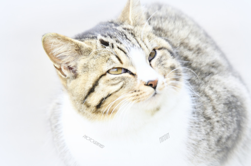 ネコです　2