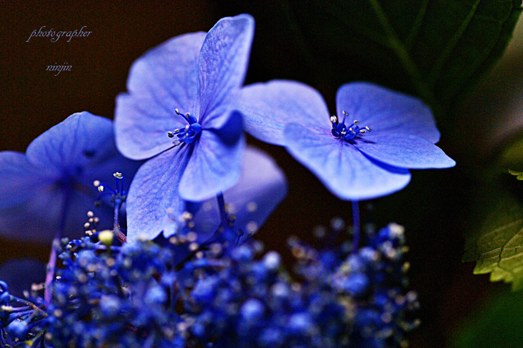 紫陽花　青の輝き