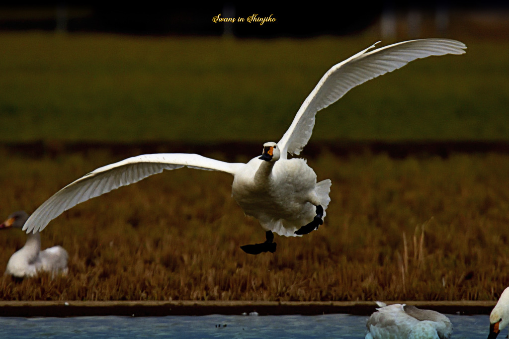 Swans in Shinjiko 2026-5