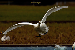 Swans in Shinjiko 2026-5