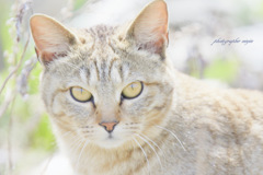港の猫　3
