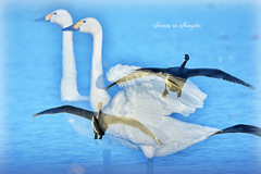 Swans in Shinjiko 2025-39