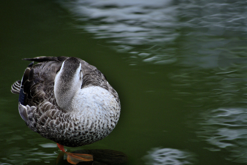 横濱散歩　鴨のいる池１