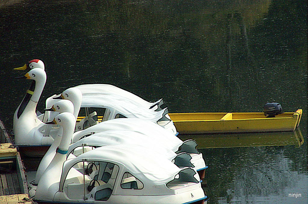 飛べない白鳥　1