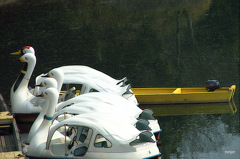 飛べない白鳥　1