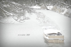 ninjinの松江百景 堀端の風景 雪の朝2