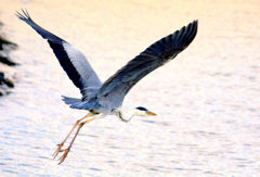 松江百景　湖上の舞　蒼鷺の飛翔２